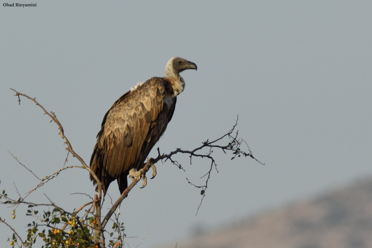 White-backed Vulture - Ohad Binyamini