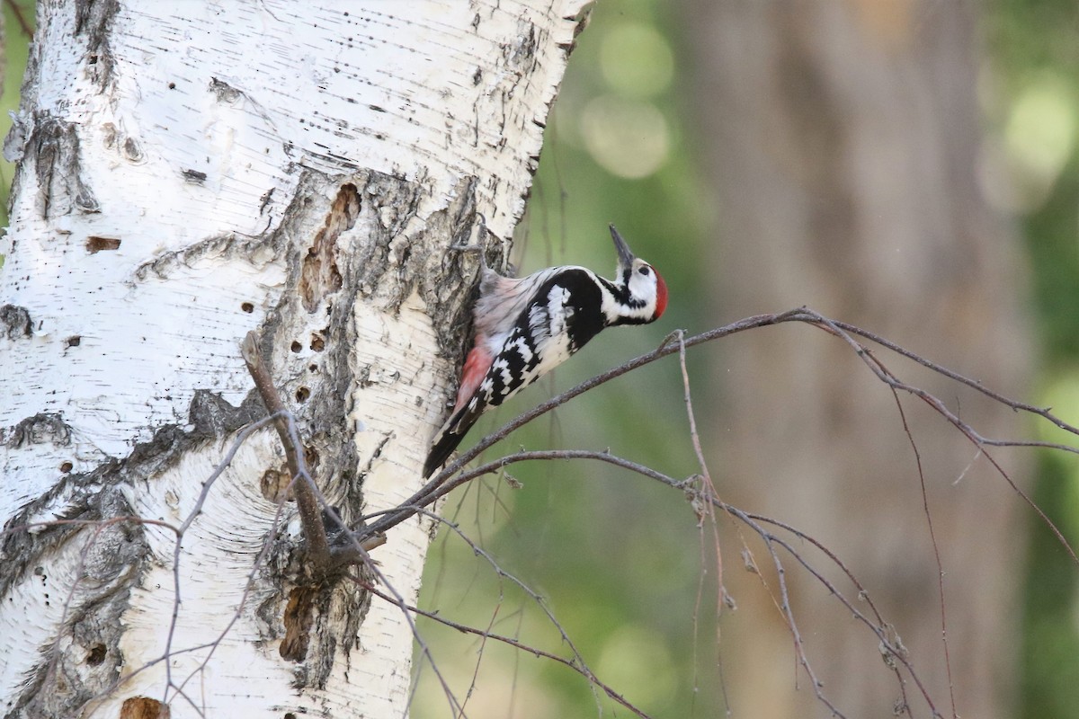 White-backed Woodpecker - ML341474591