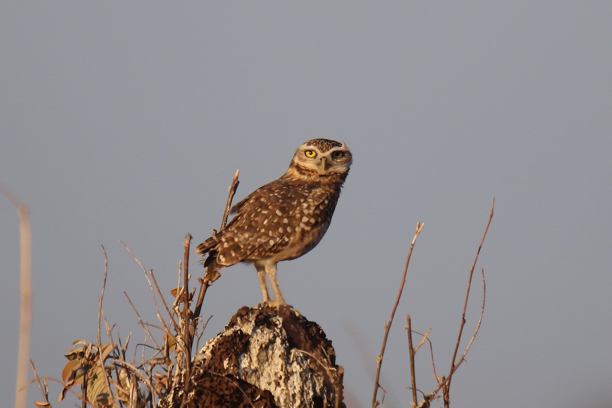 Burrowing Owl - ML34148151