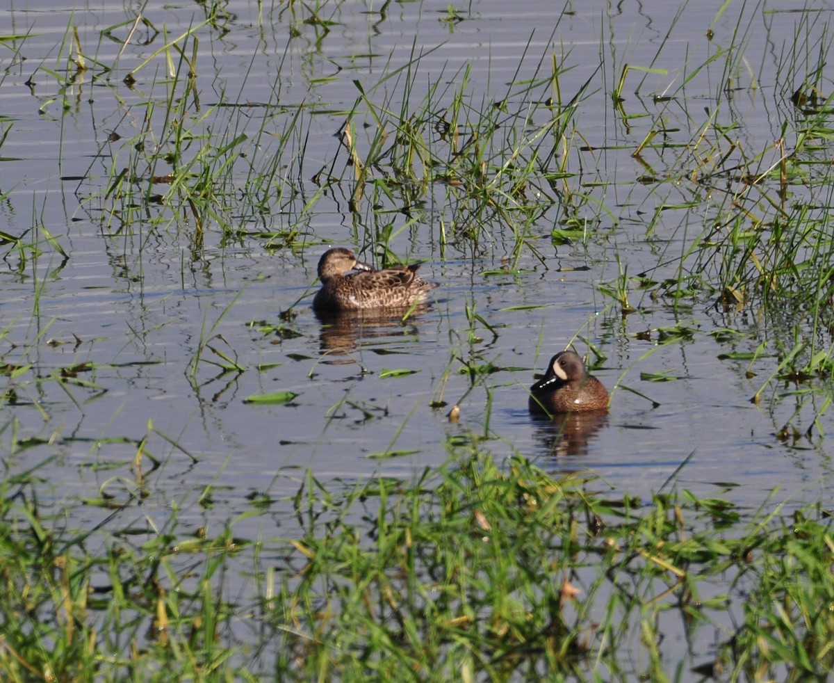 Blue-winged Teal - ML341483211