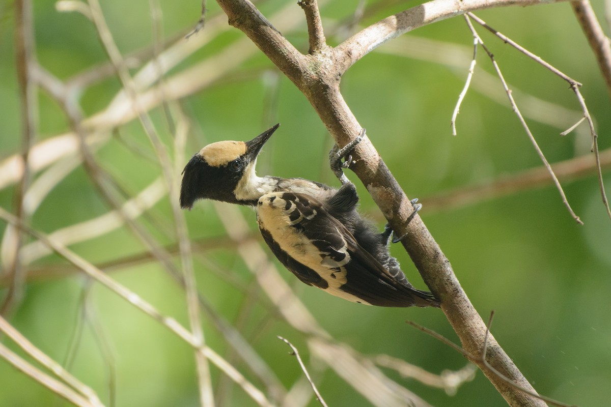 Heart-spotted Woodpecker - ML341483721