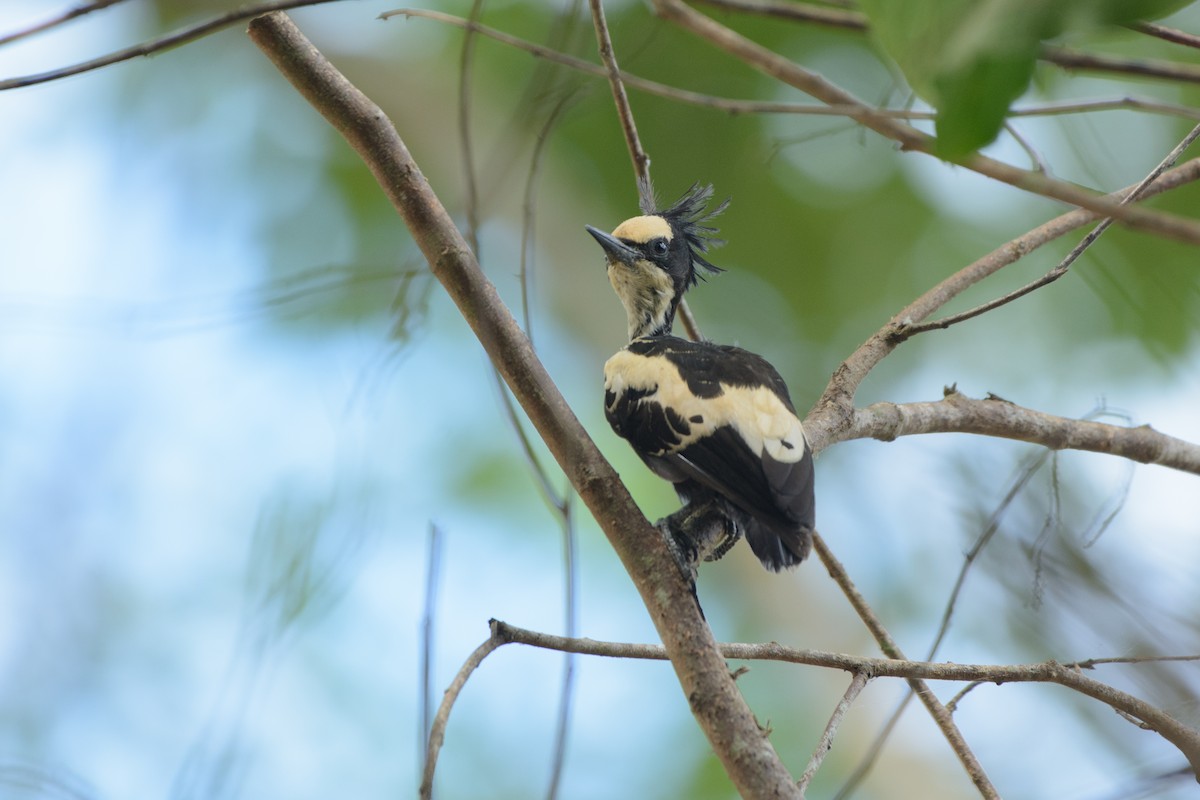 Heart-spotted Woodpecker - ML341483741