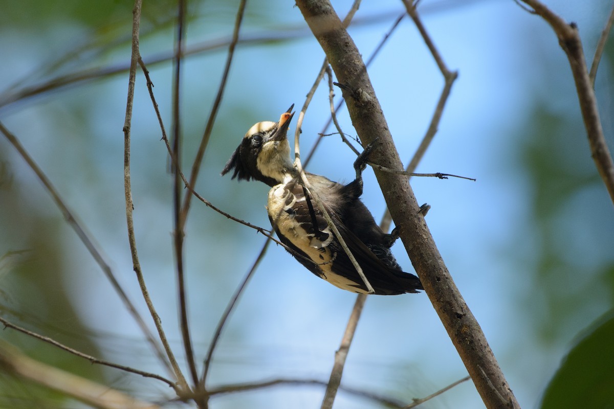 Heart-spotted Woodpecker - ML341483751