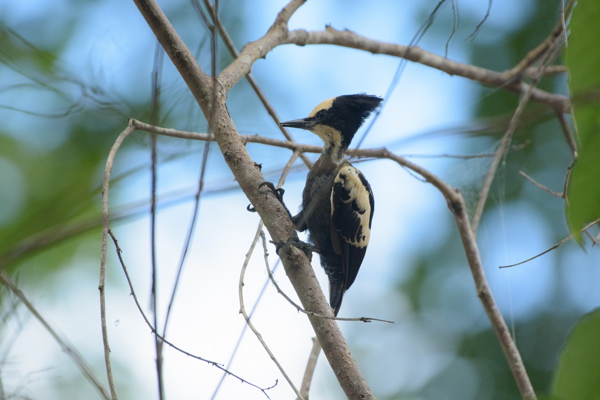 Heart-spotted Woodpecker - ML341483761