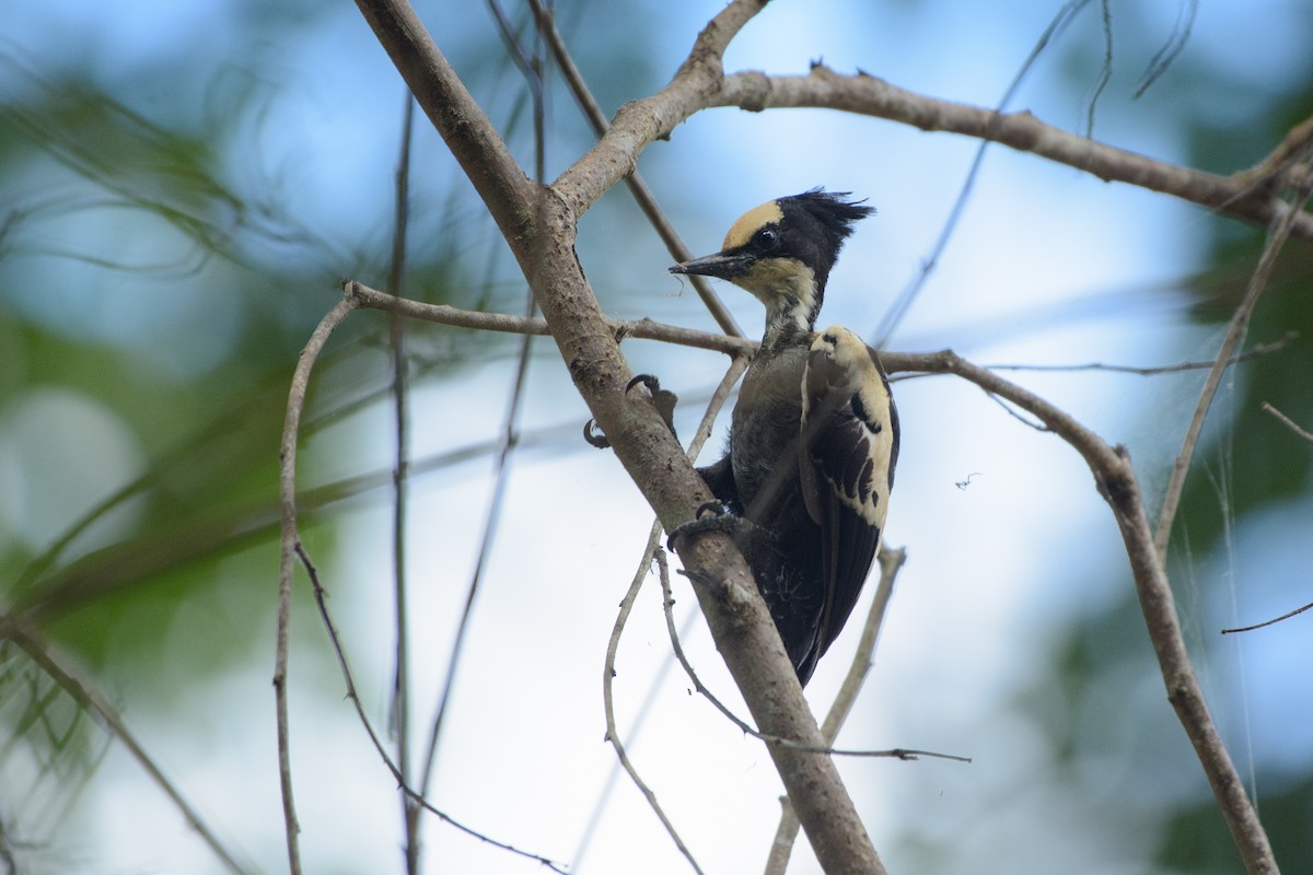 Heart-spotted Woodpecker - ML341483781