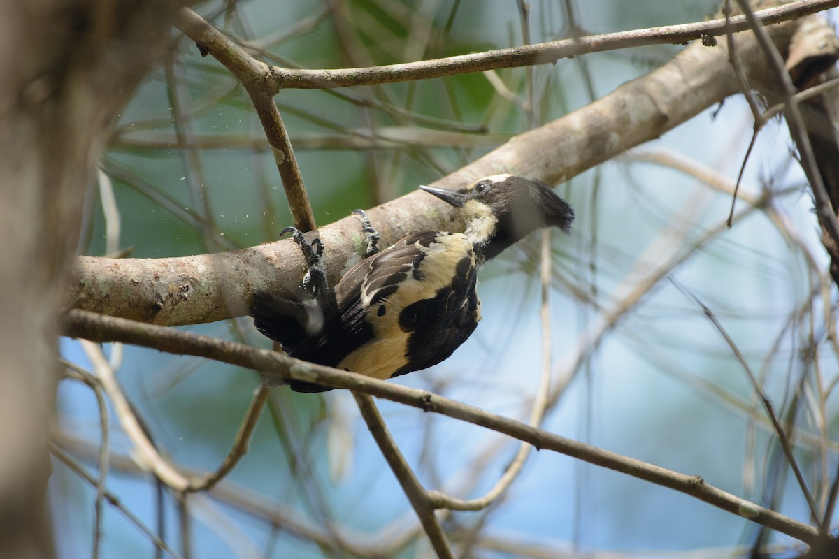 Heart-spotted Woodpecker - Vatcharavee Sriprasertsil