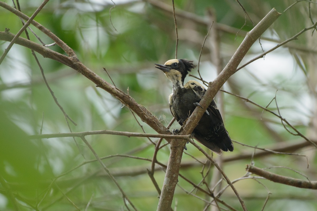 Heart-spotted Woodpecker - Vatcharavee Sriprasertsil