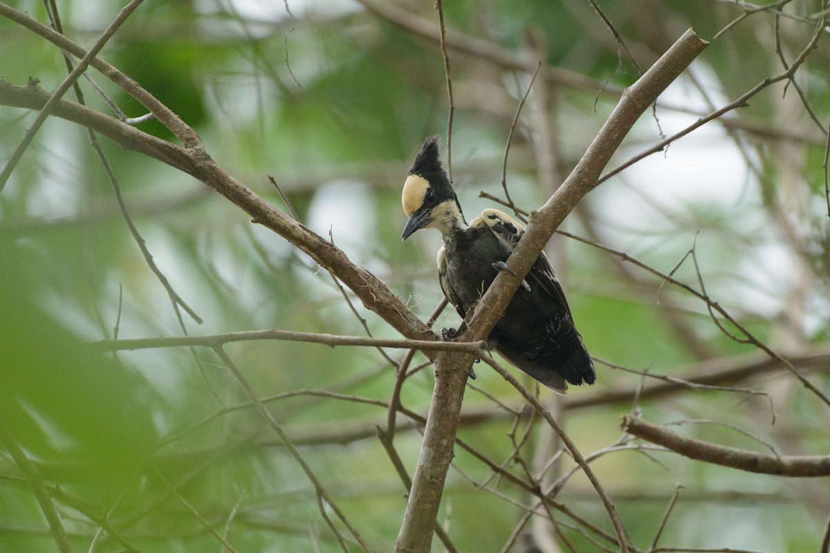Heart-spotted Woodpecker - ML341483841