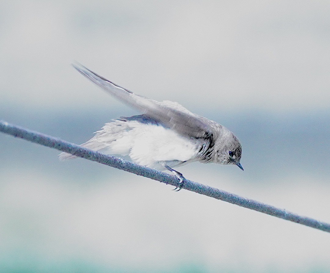 Northern Rough-winged Swallow - Ryan Serio