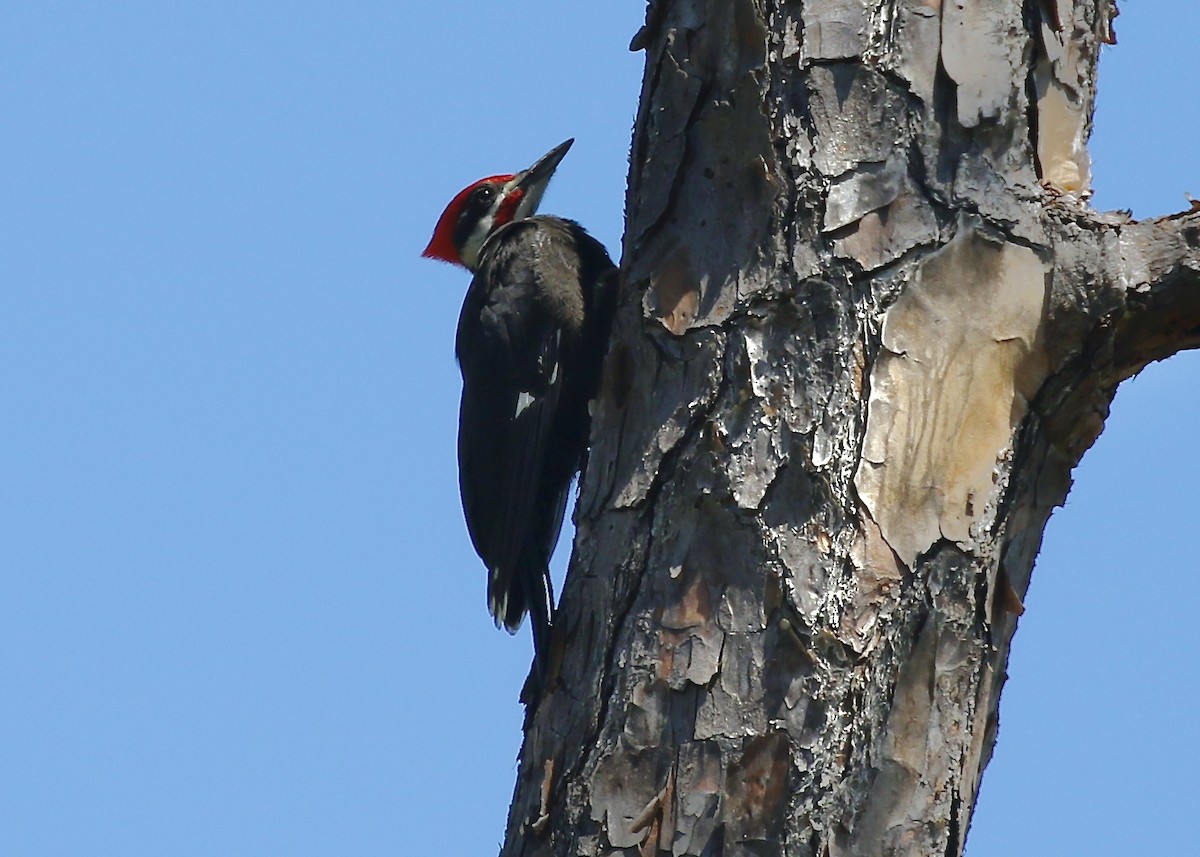 Pileated Woodpecker - ML341494781