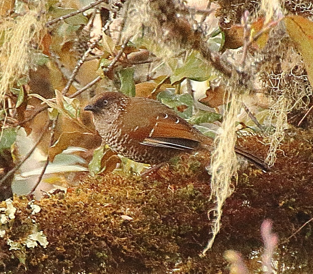 Brown-capped Laughingthrush - ML341496161