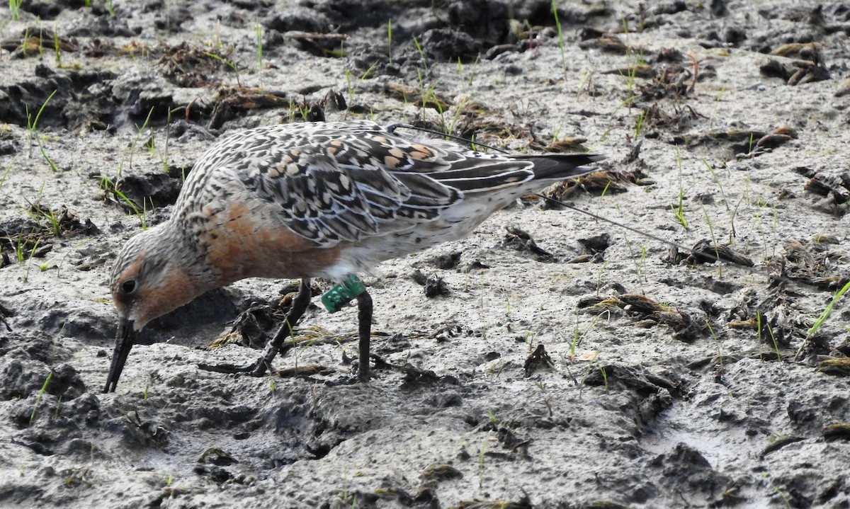 Red Knot - ML341496531
