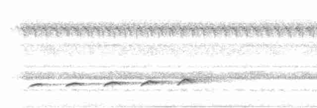 Fork-tailed Drongo-Cuckoo - ML341497021