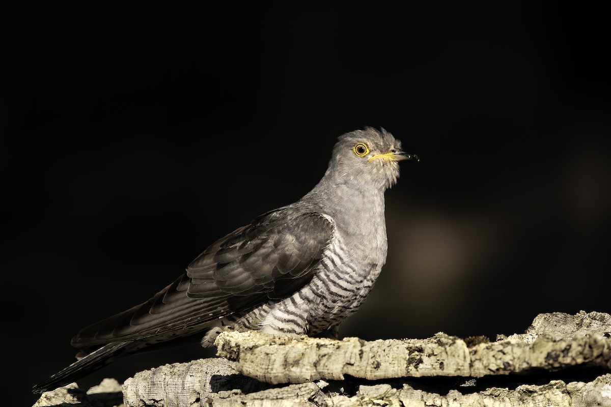 Common Cuckoo - Ana  Mendes do Carmo