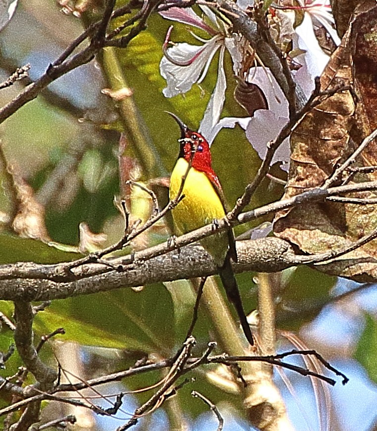 Fire-tailed Sunbird - ML341500301