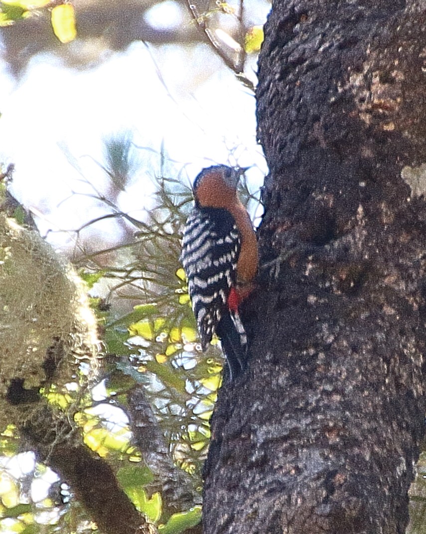 Rufous-bellied Woodpecker - ML341500811