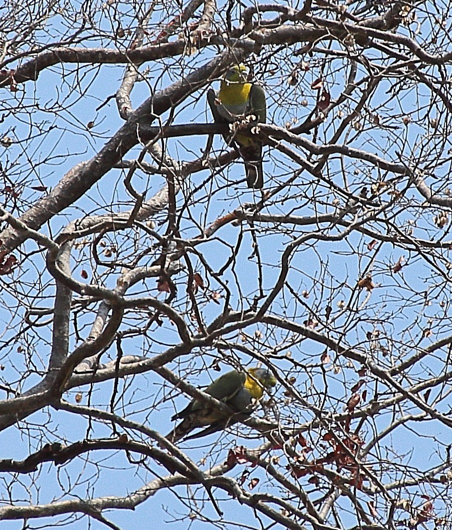 Yellow-footed Green-Pigeon - ML341501591