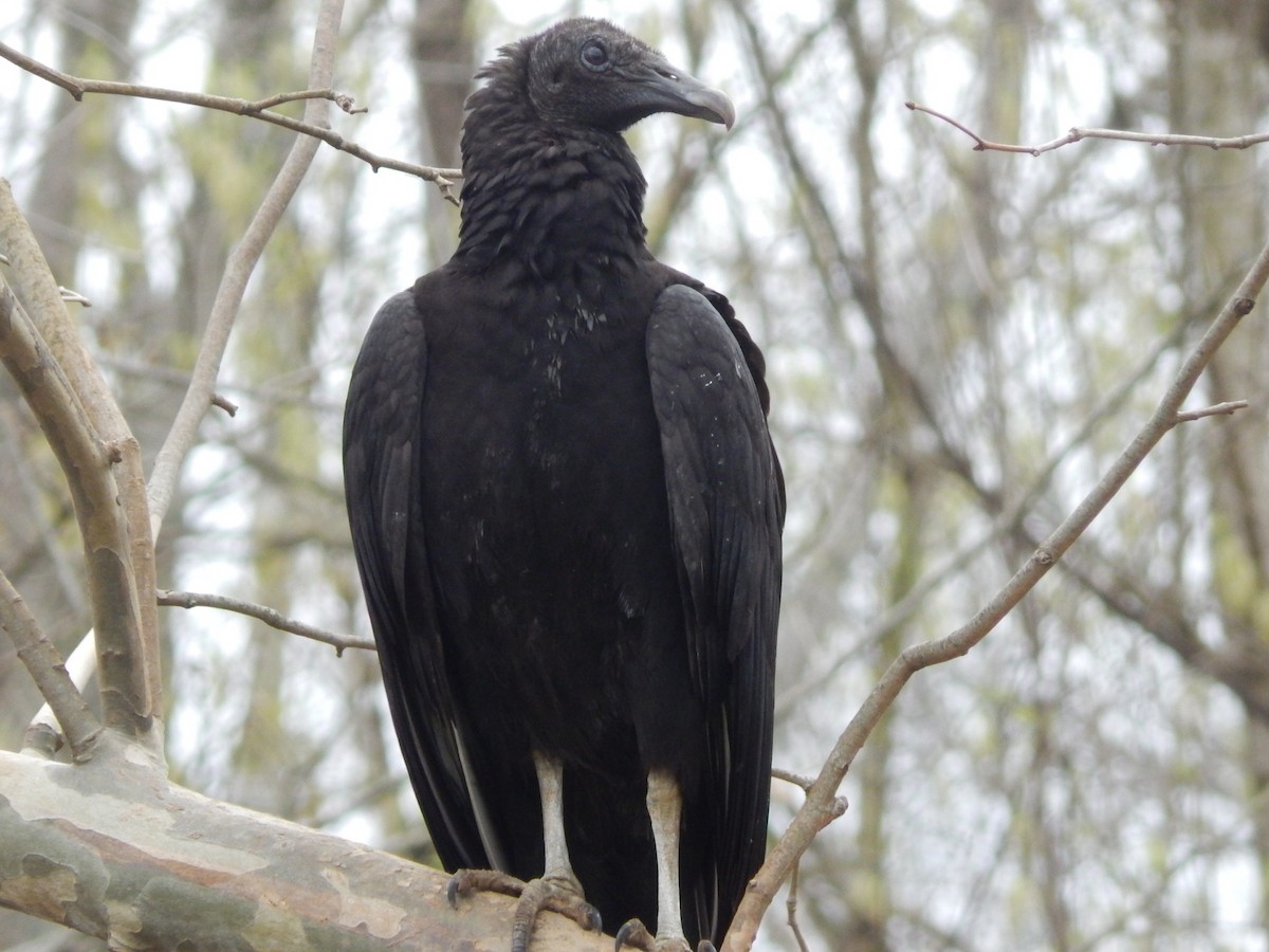 Black Vulture - Charlotte Farrell