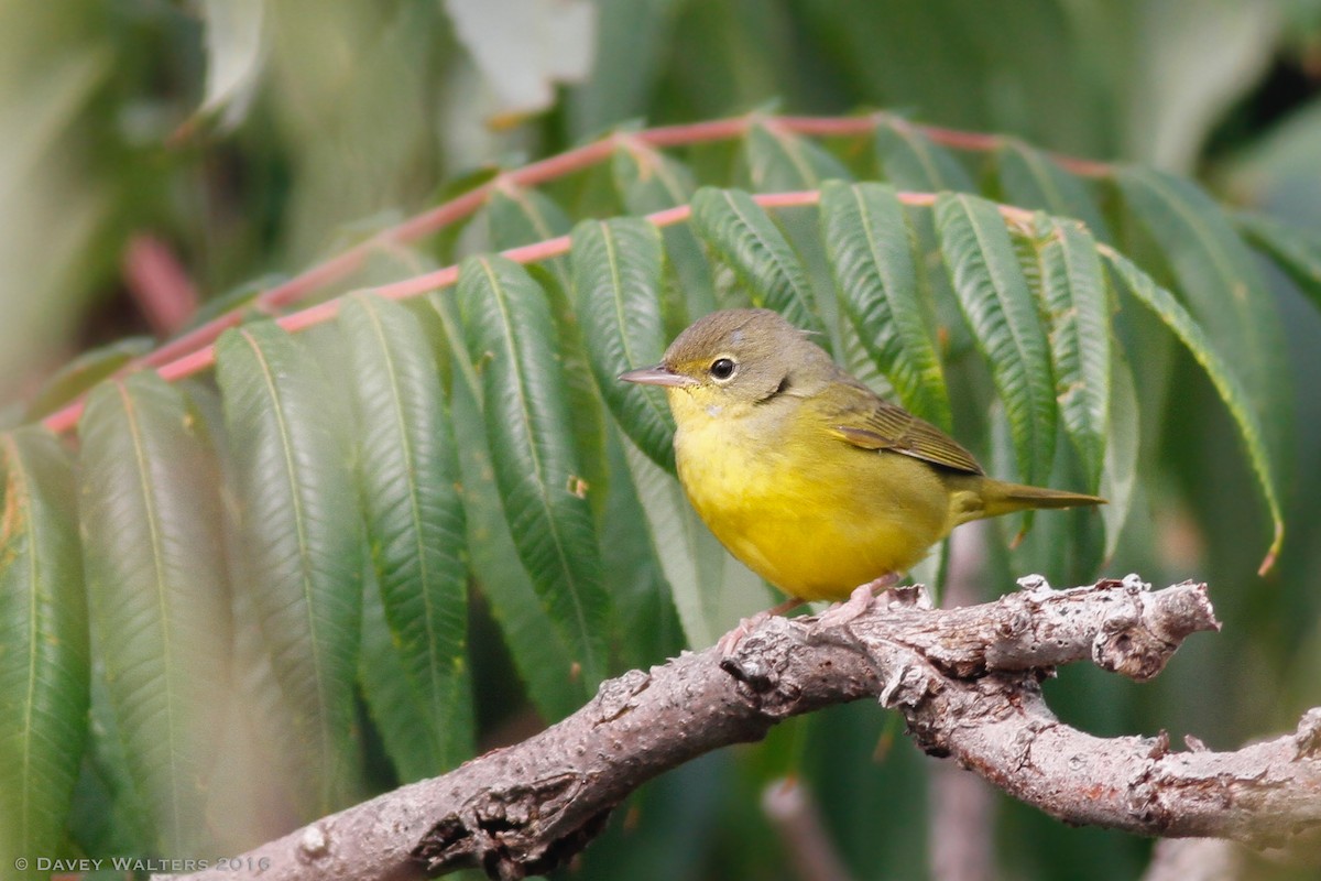 Mourning Warbler - Davey Walters