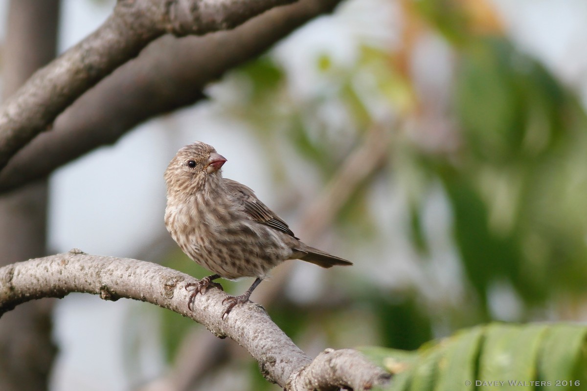 House Finch - Davey Walters