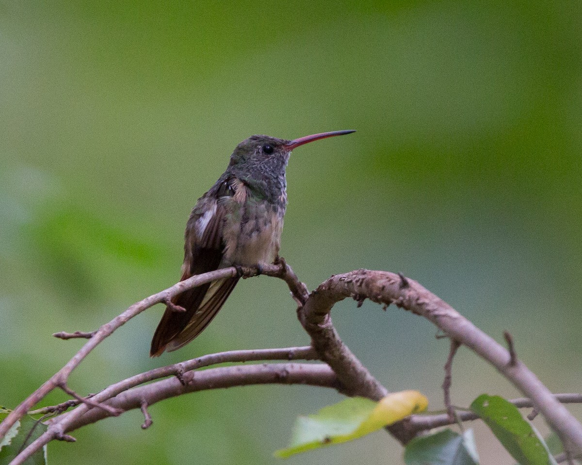 Buff-bellied Hummingbird - David Disher
