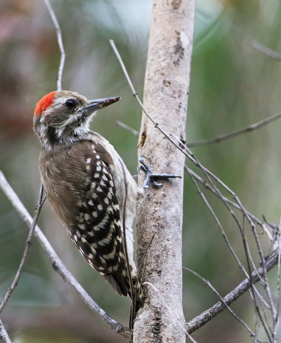 Brown-backed Woodpecker - Andrew Spencer