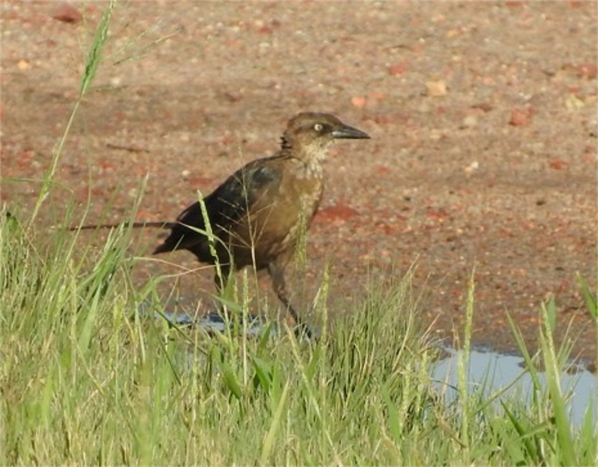 Great-tailed Grackle - ML34151841