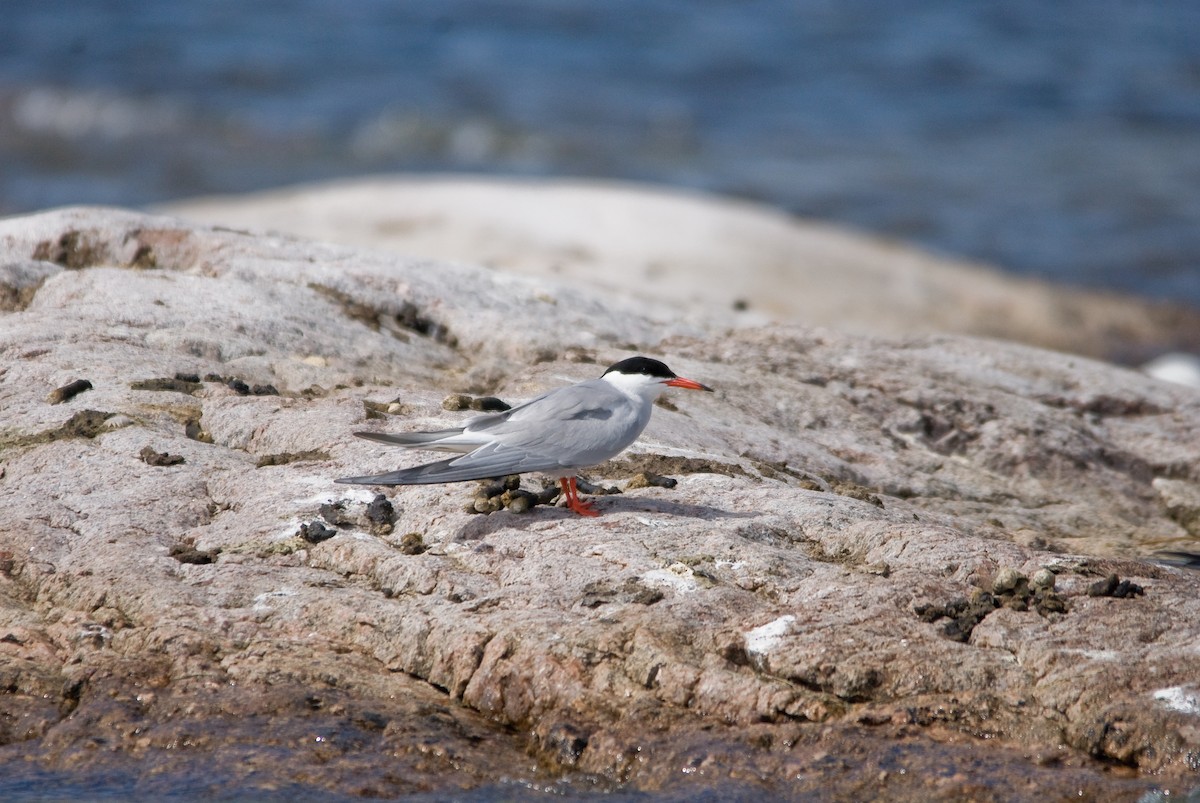 Common Tern - William Pixler