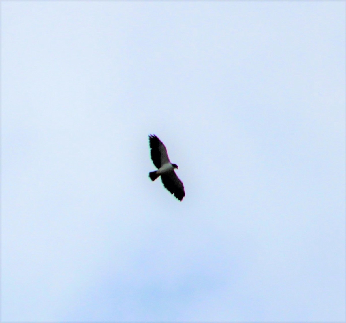 Short-tailed Hawk - T L P L