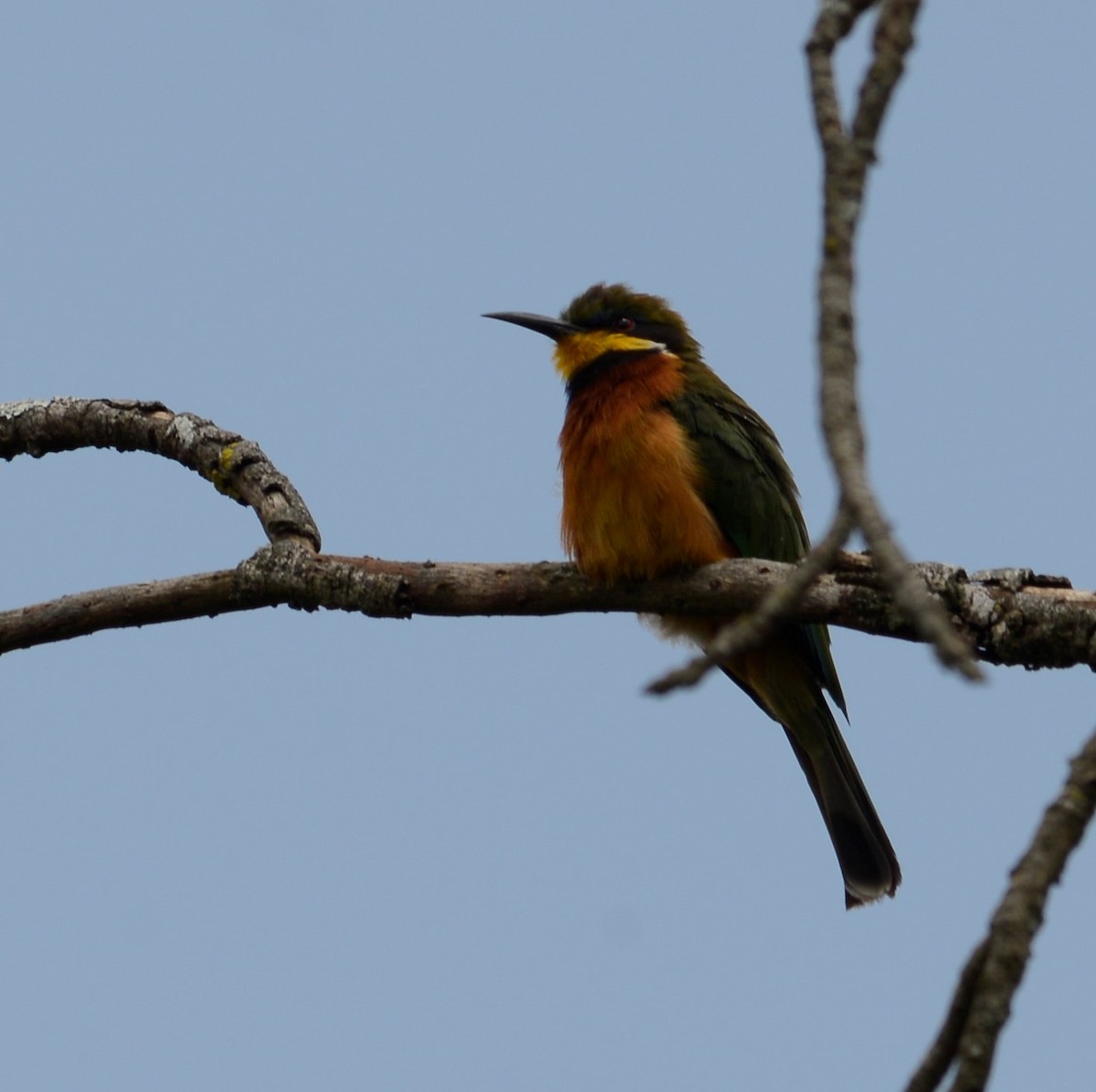 Cinnamon-chested Bee-eater - Bertina K