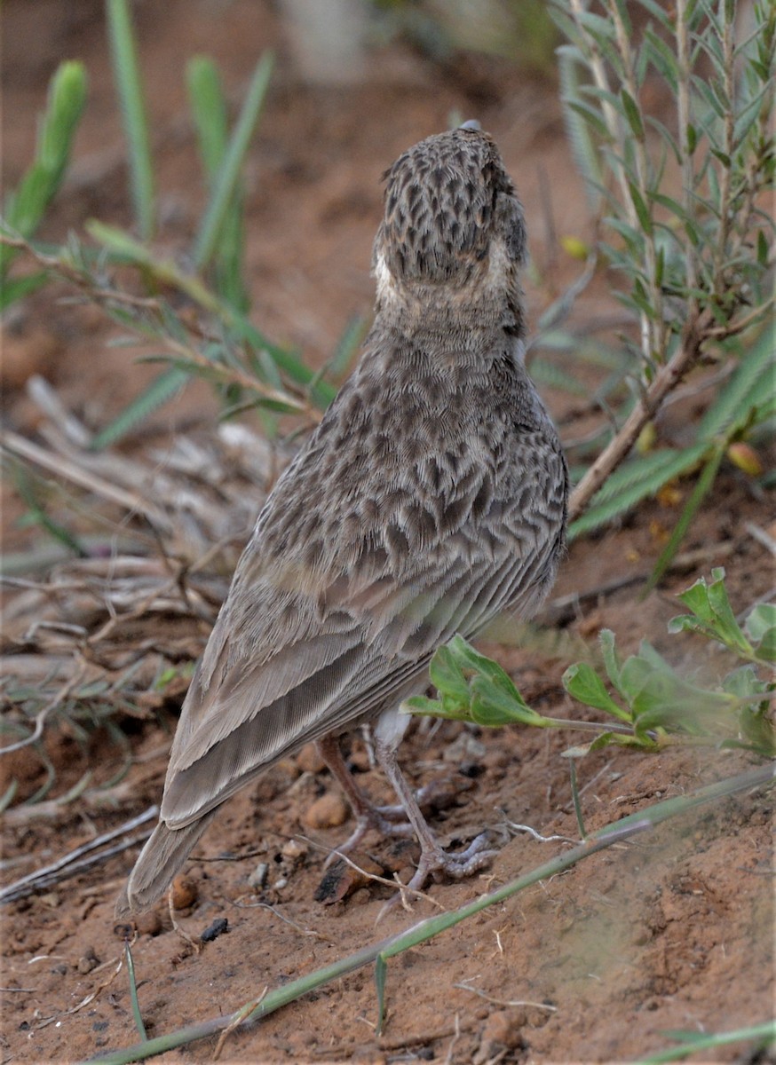 Fischer's Sparrow-Lark - ML341530561