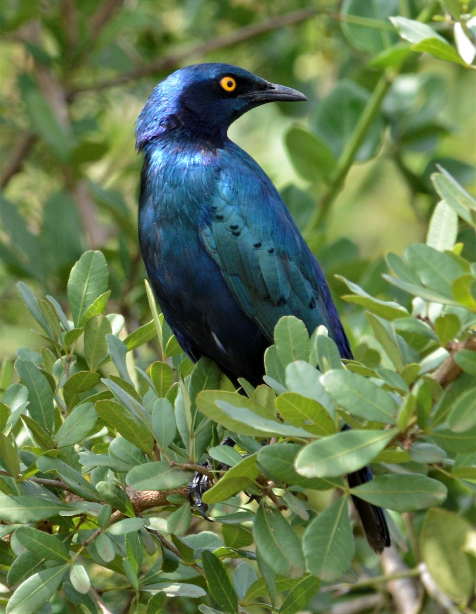 Greater Blue-eared Starling - ML341531111