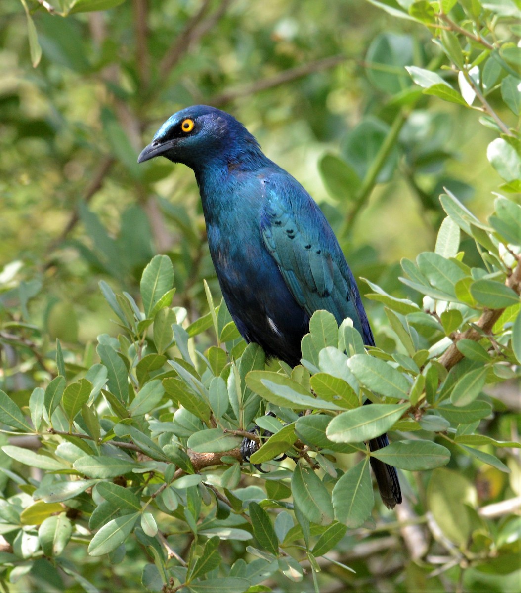 Greater Blue-eared Starling - ML341531171