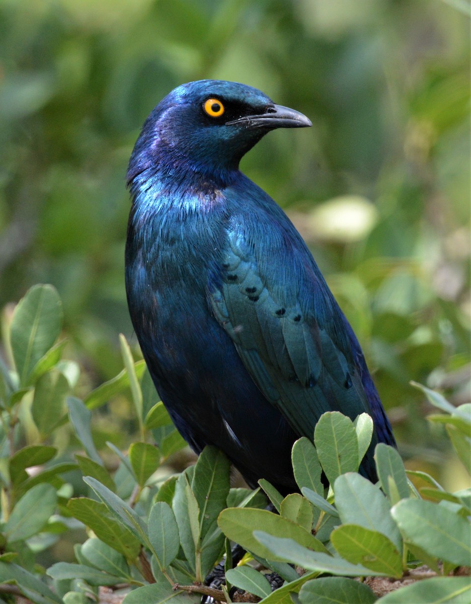 Greater Blue-eared Starling - ML341531181