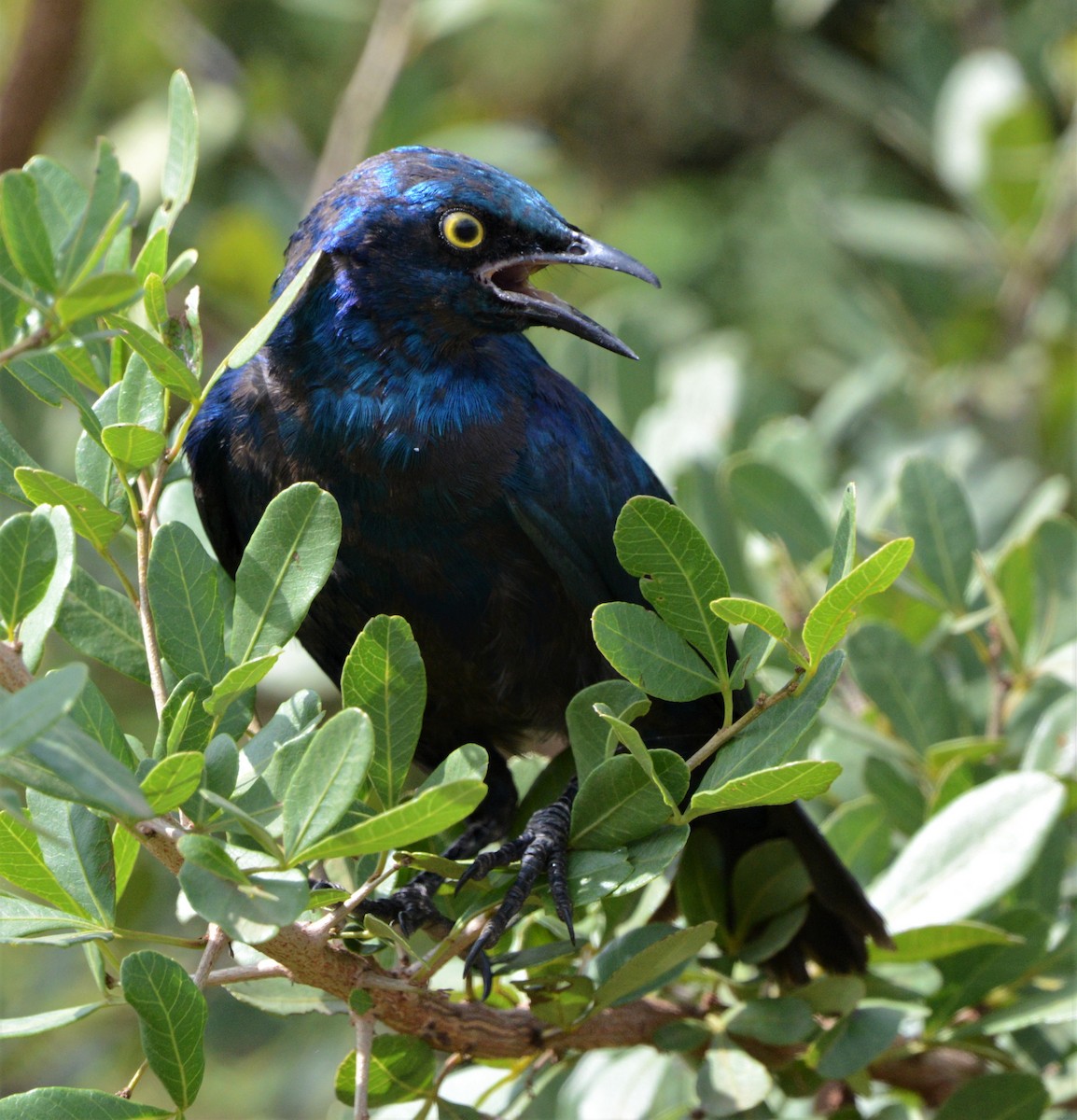 Greater Blue-eared Starling - ML341531191