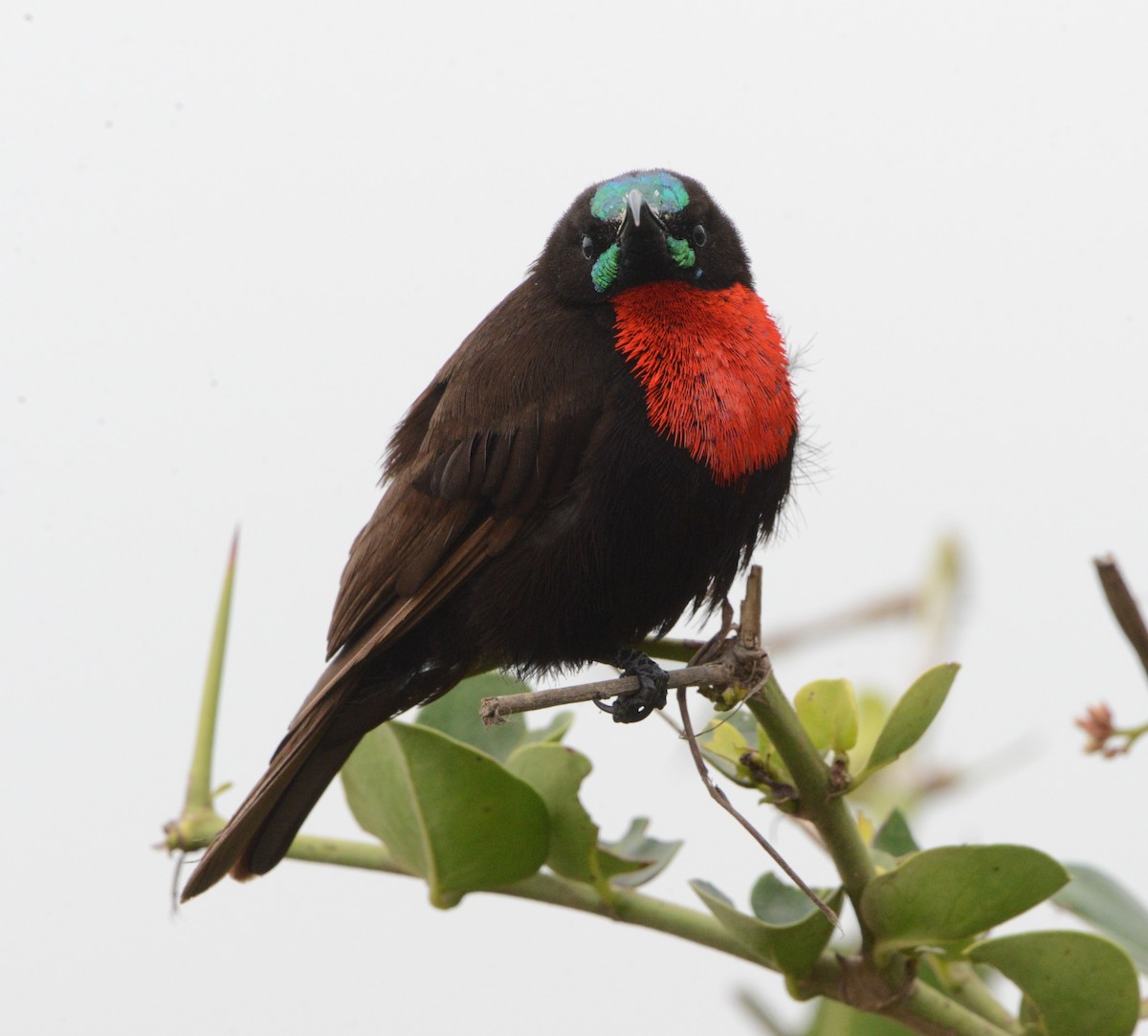 Scarlet-chested Sunbird - ML341531361
