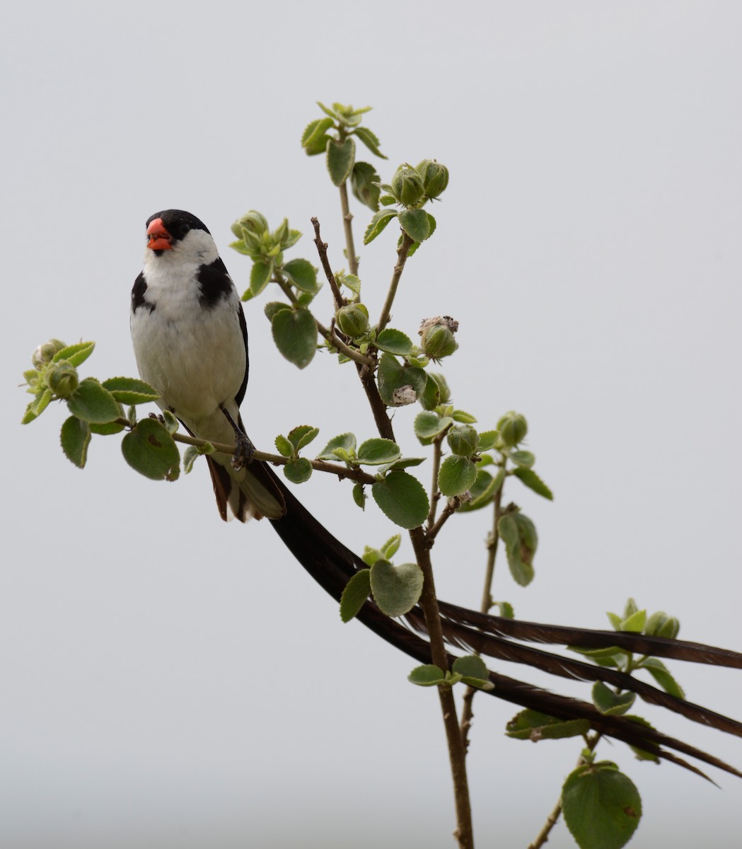 Pin-tailed Whydah - ML341531781