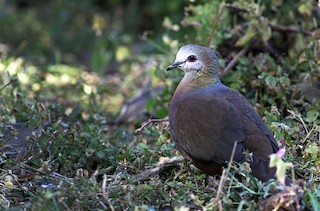  - Lemon Dove