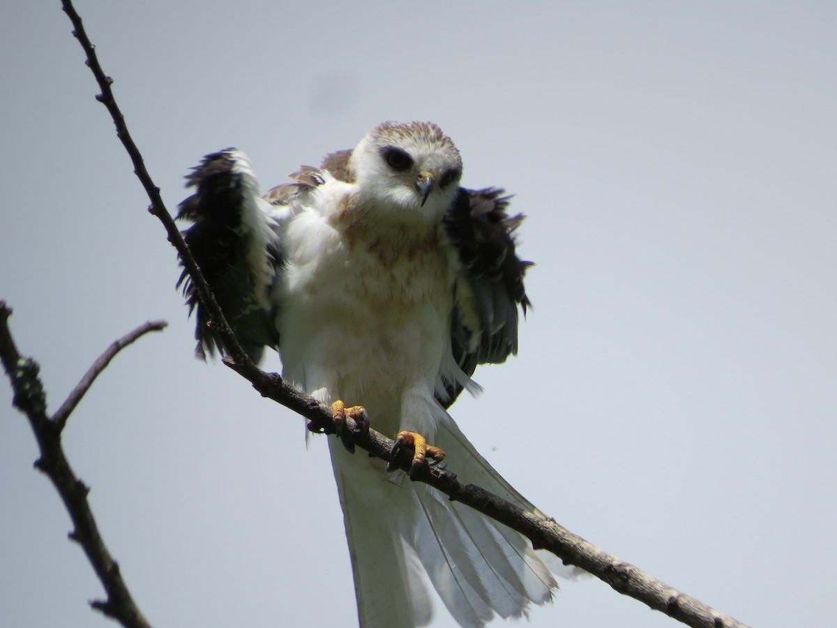 White-tailed Kite - Jessie Stuebner