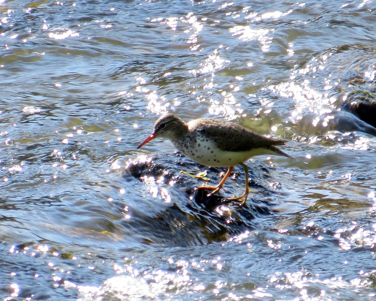 Spotted Sandpiper - Pam Campbell