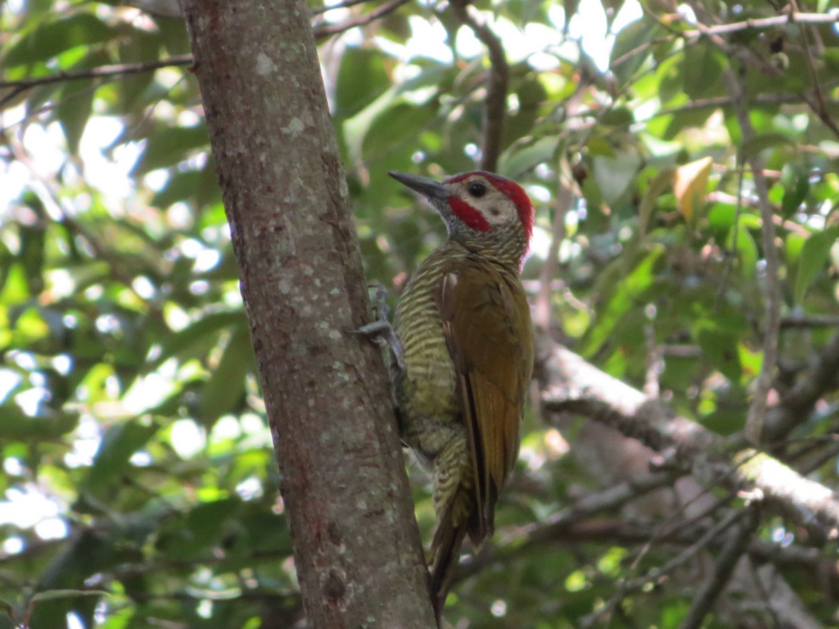 Golden-olive Woodpecker - ML34155881
