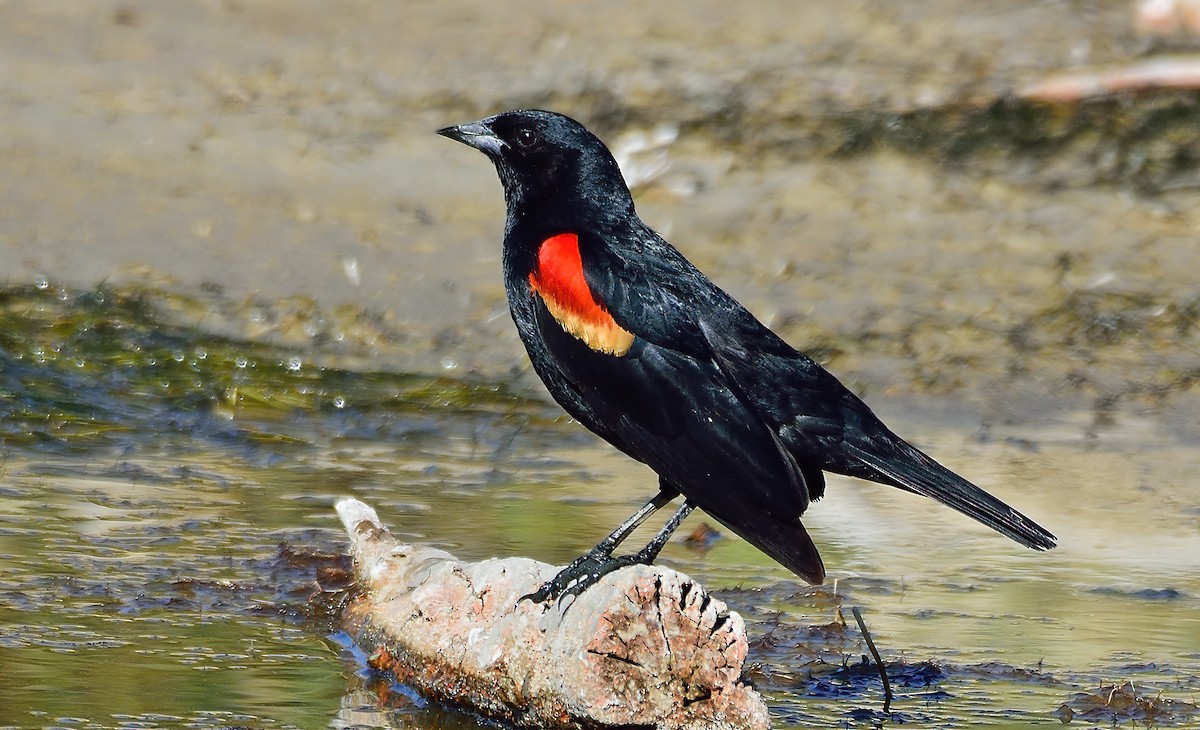 Red-winged Blackbird - Ad Konings