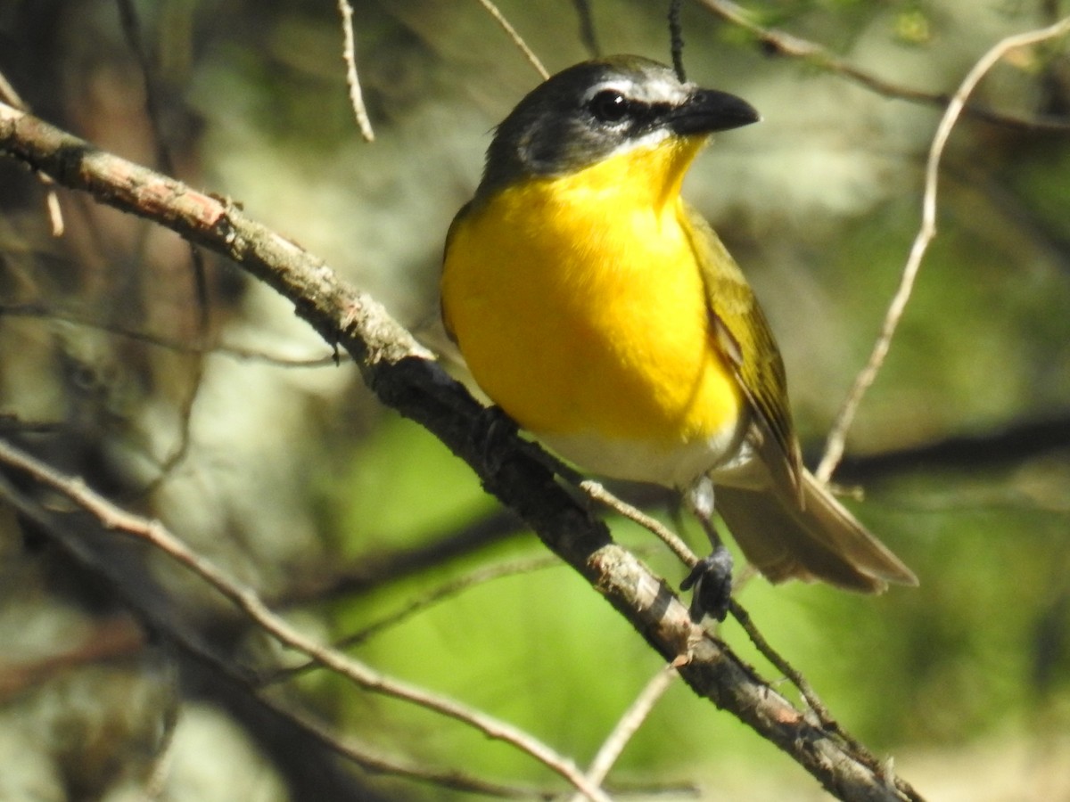 eBird Checklist - 23 May 2021 - Goat Hill Serpentine Barrens - 44 species