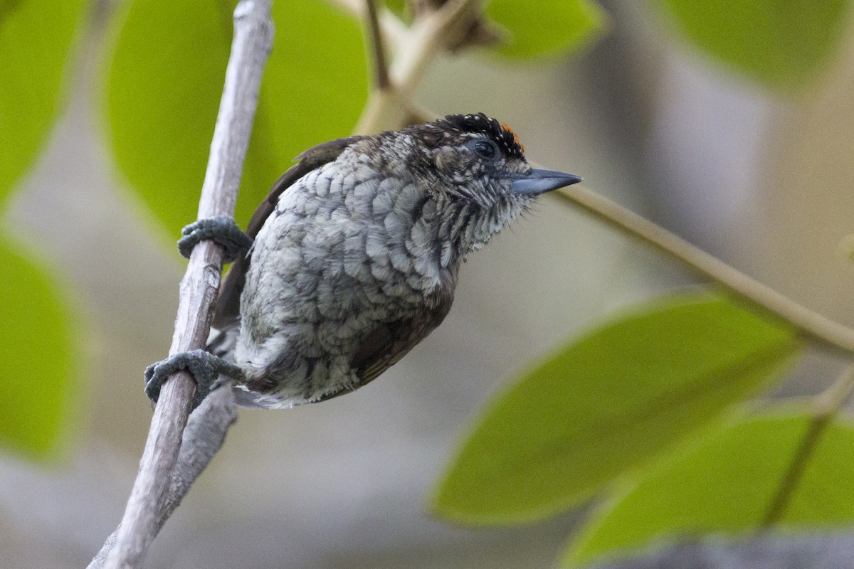 Scaled Piculet - ML341569111