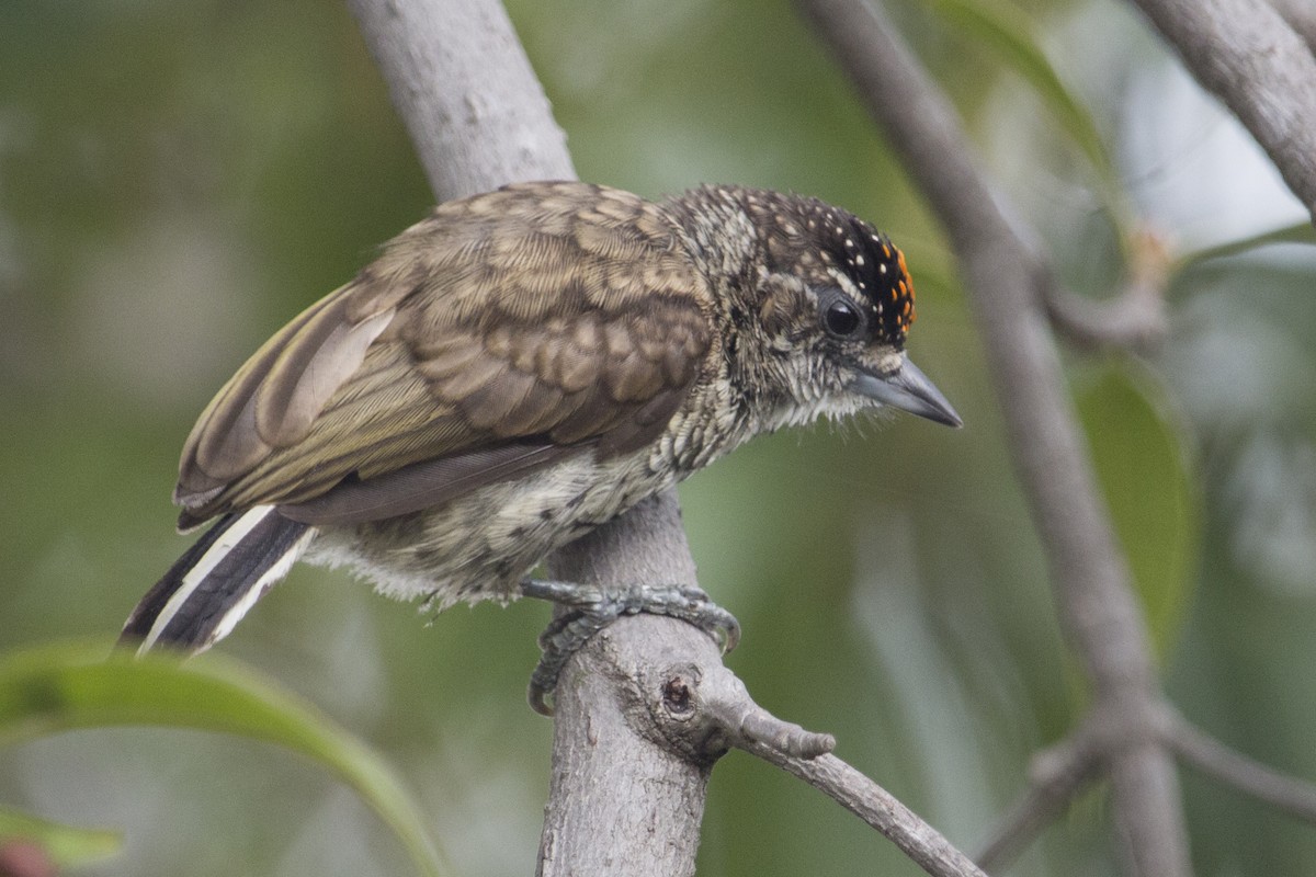 Scaled Piculet - ML341569121