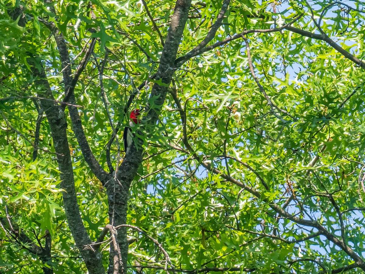 Red-headed Woodpecker - Riley Metcalfe