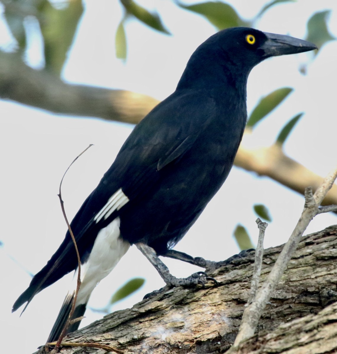 Pied Currawong - Connie Lintz