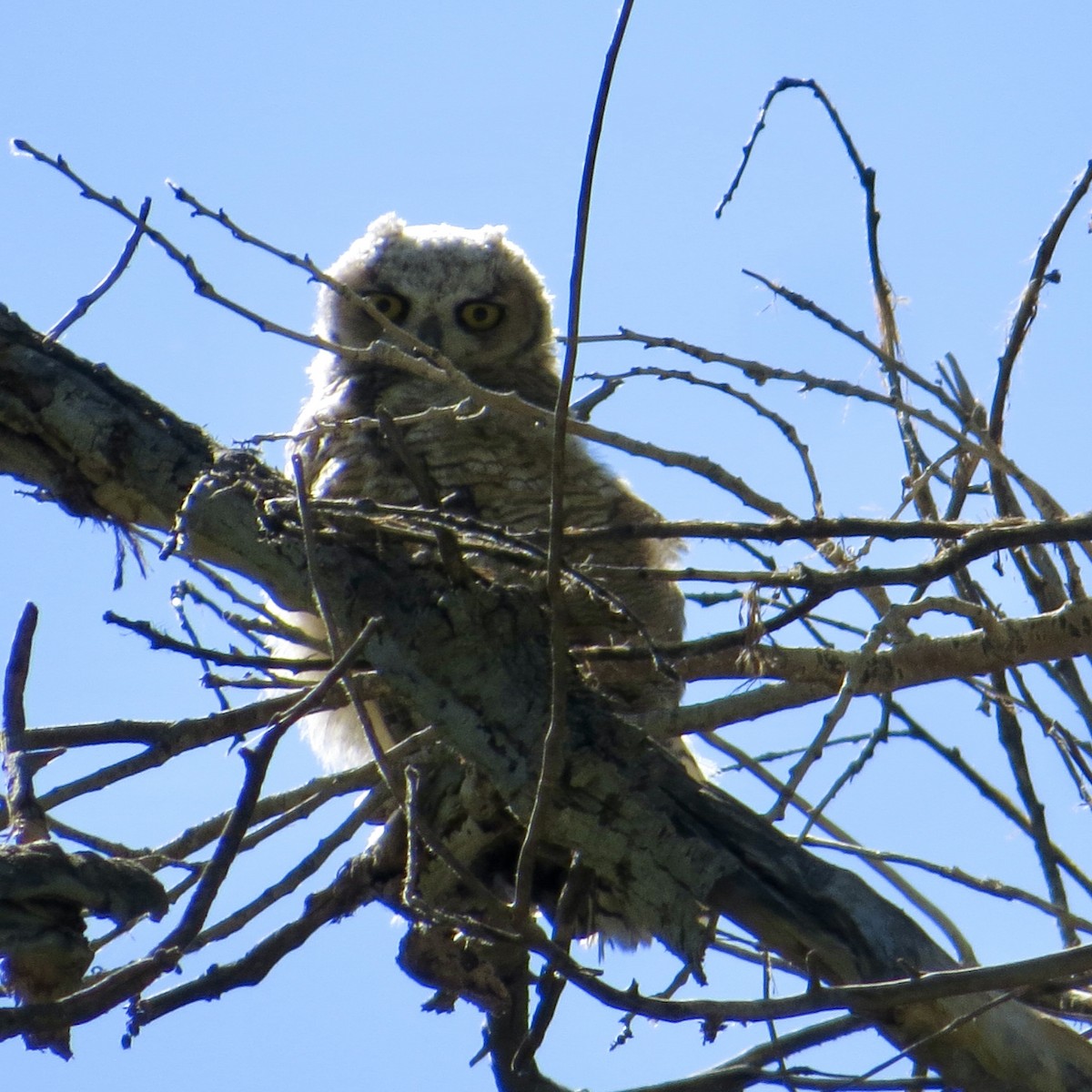 Great Horned Owl - ML341576691