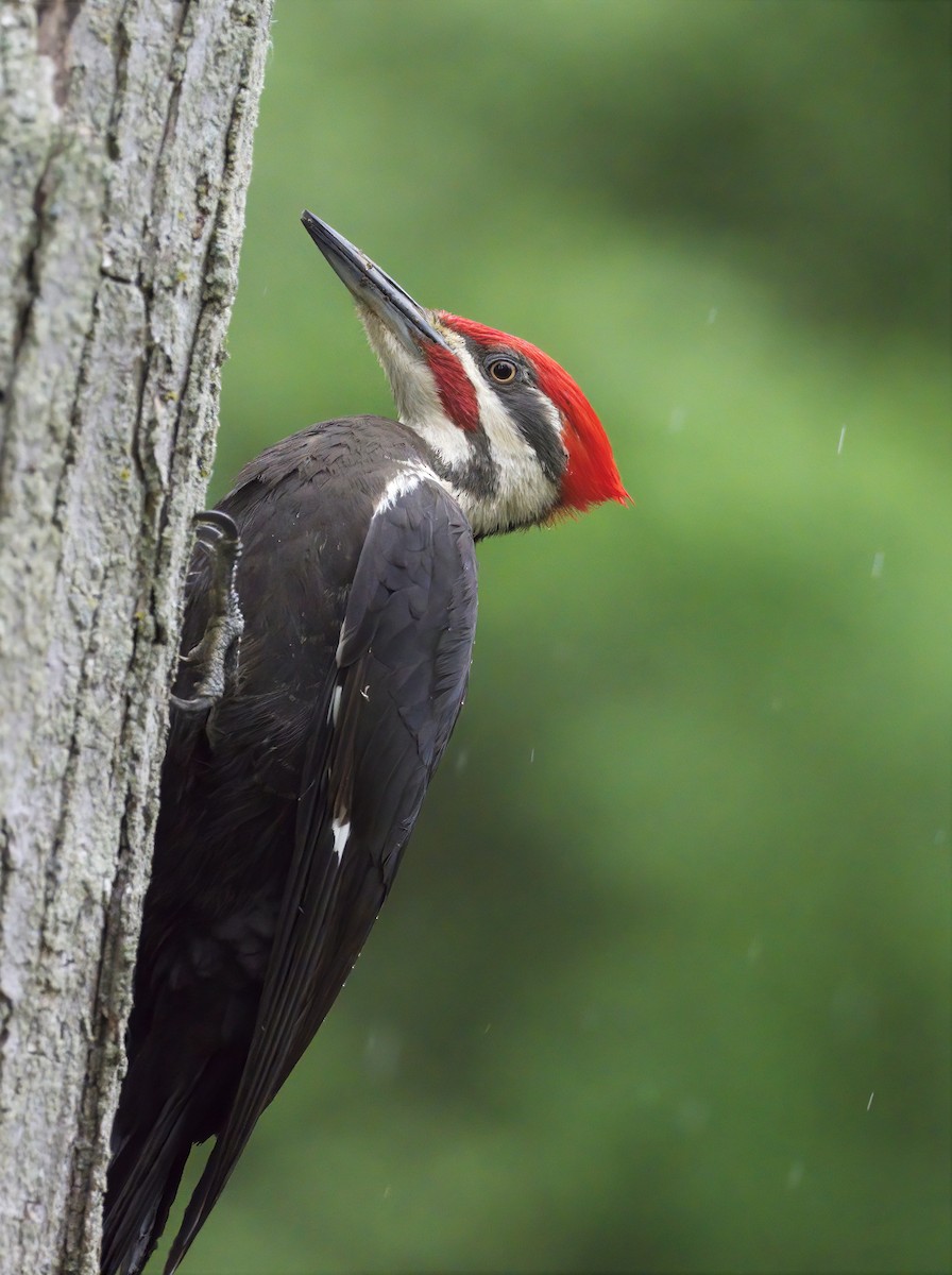 Pileated Woodpecker - ML341577881