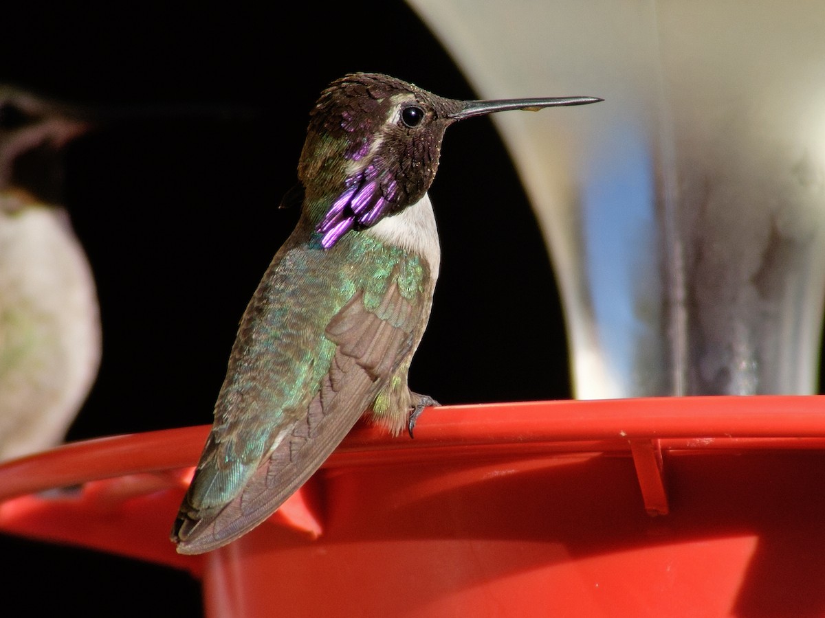Costa's Hummingbird - Glenn Kincaid